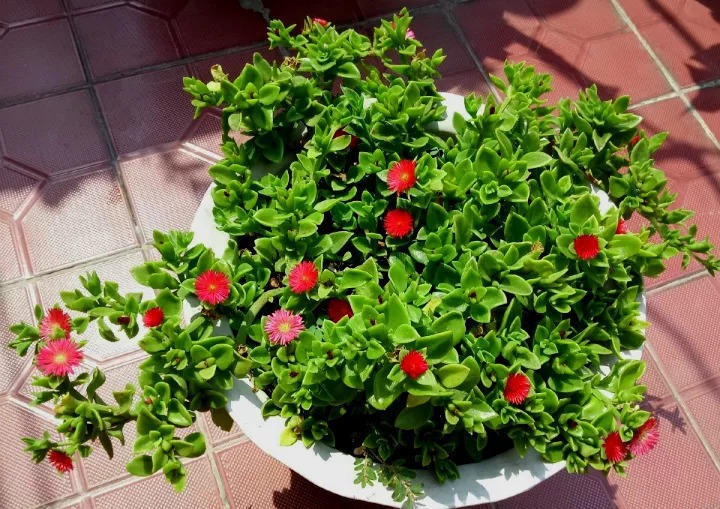 人养花花养人下句,什么花好养活又好看还可以吃的