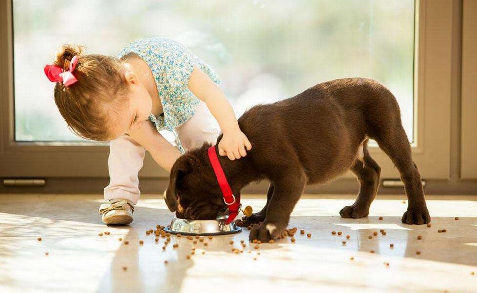 纽顿狗粮全面测评，到底怎么样？