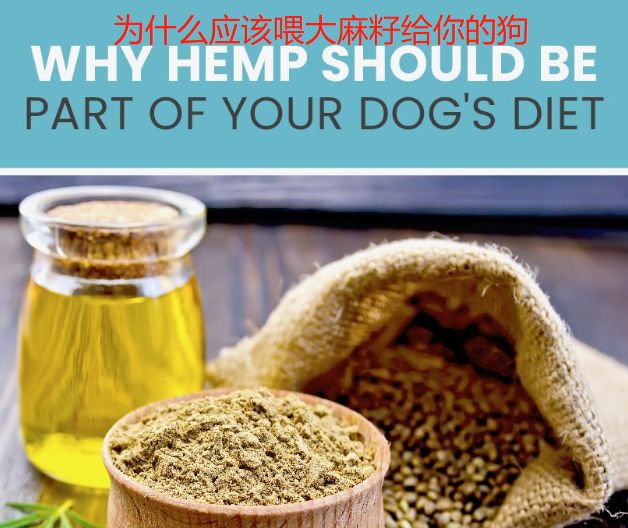 铲屎官是不是上当,铲屎官骗主子的视频