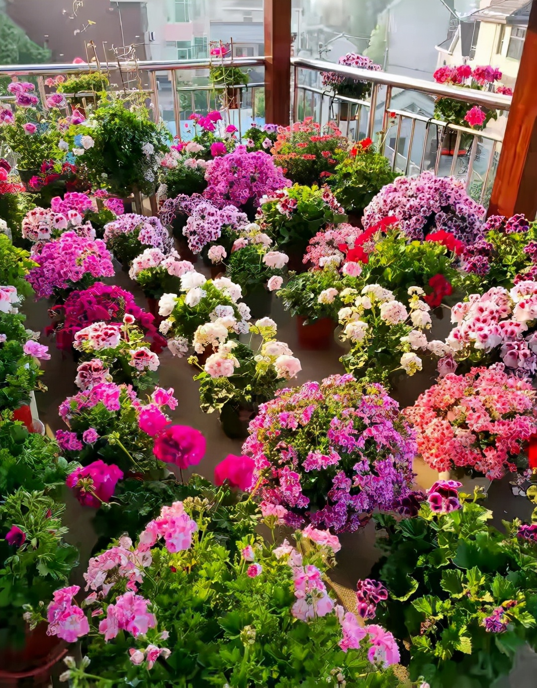 这8种花你不要乱浇水,新手种花品种推荐