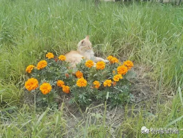 花间奔赴，猫有一个相思海