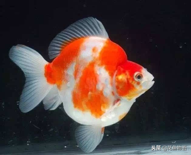 鎏金金鱼资深鱼友,鎏金鱼金鱼品种图片