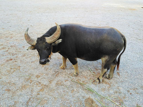 广西往年斗牛视频,广西斗牛比赛全集