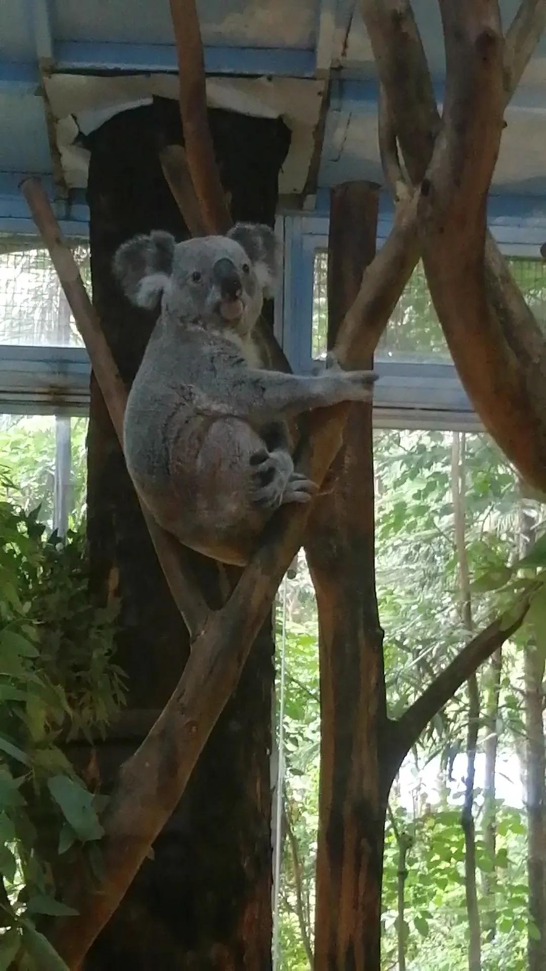 长隆野生动物世界攻略,长隆野生动物世界小火车排队