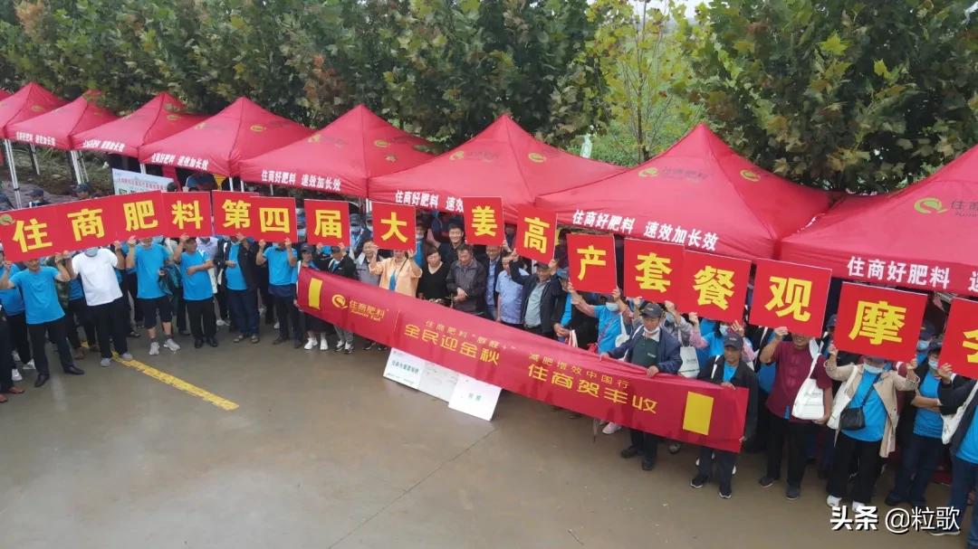 住商肥料“脲醛+”减肥增效中国行:大姜“吃”套餐