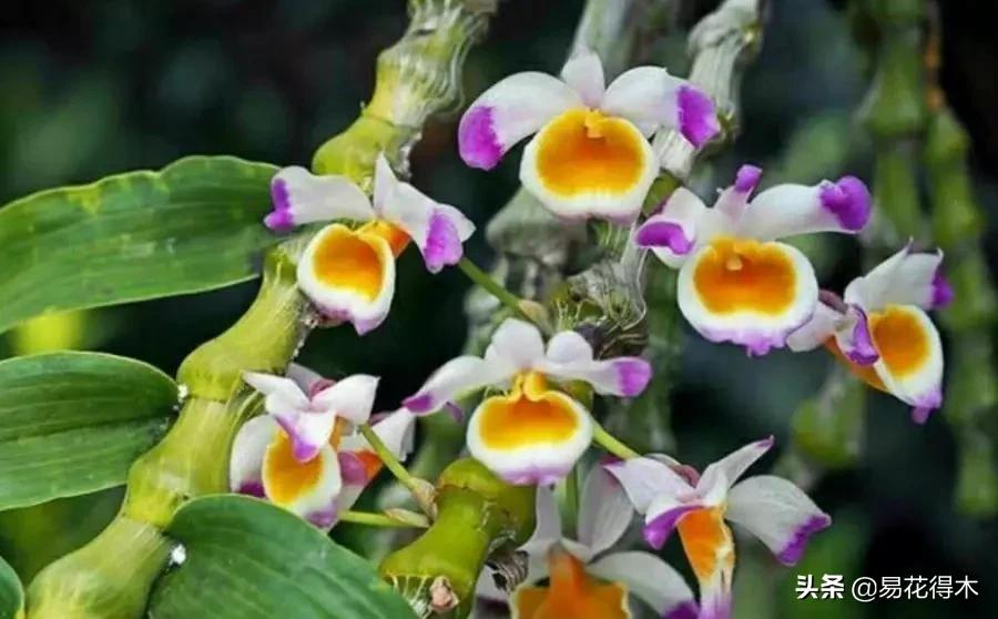 条状石斛和钉状石斛的区别,翅梗石斛与黑毛石斛的区别