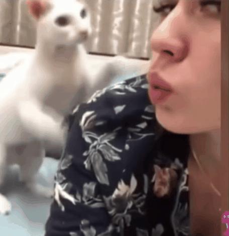 猫咪老是舔猫是嫌弃自己太脏了吗,假舌头舔猫咪的时候猫怎么想的