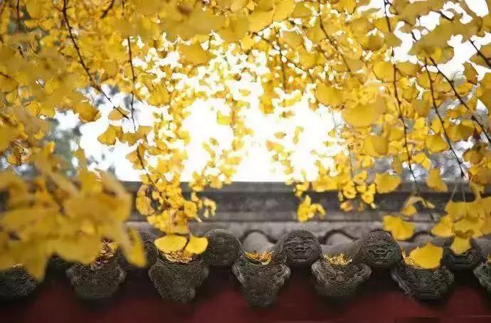 武侯银杏,武侯看银杏最好的地方