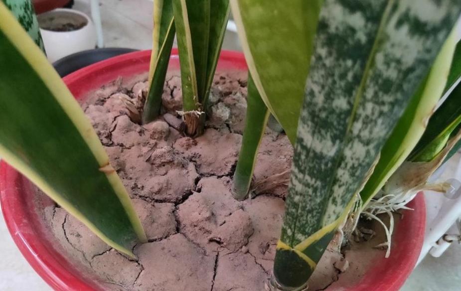 盆栽土太硬挖不动怎么办,盆栽花土板结怎么处理