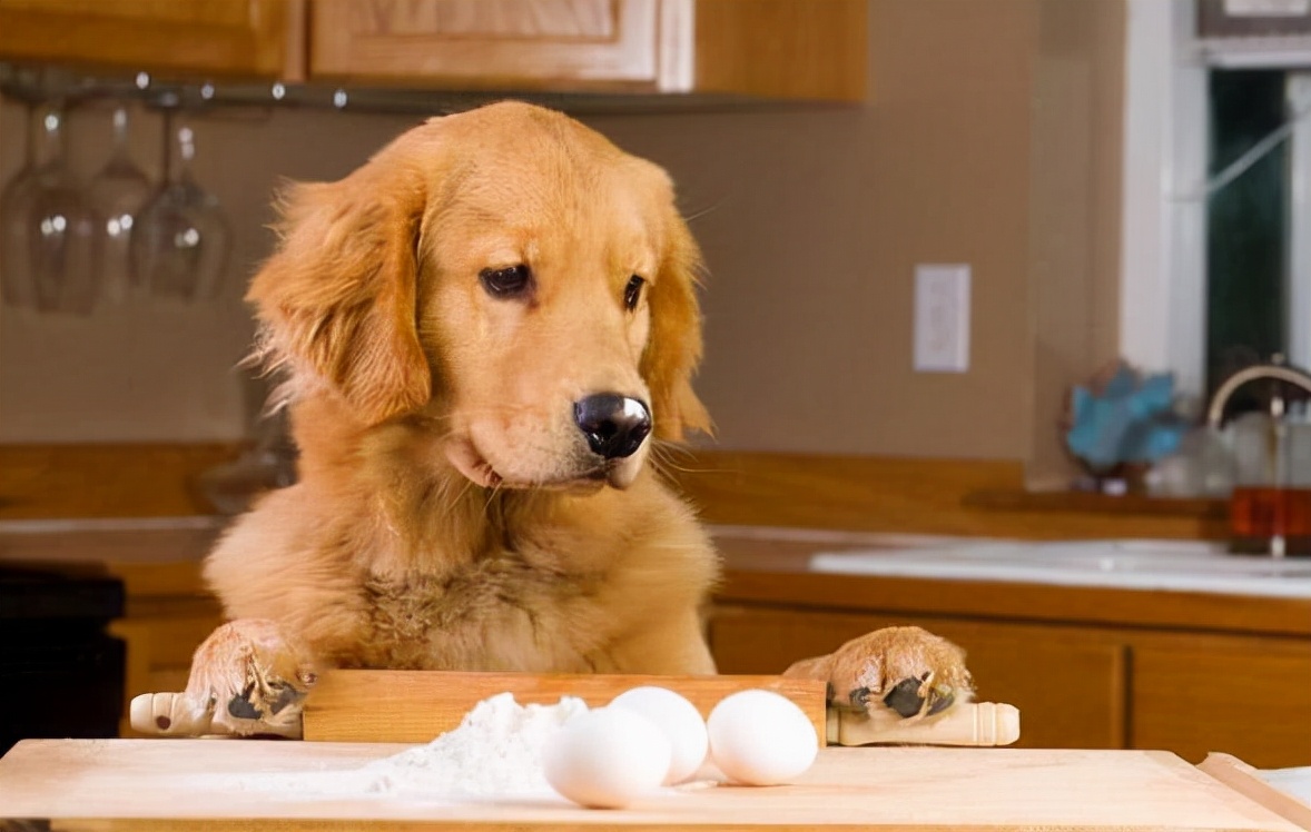 狗狗被握住爪子，马上就缩回来，这是为什么？