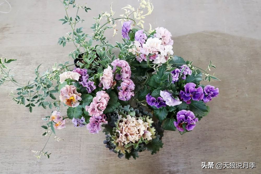 三色堇花卉盆栽,四季开花盆栽三色堇