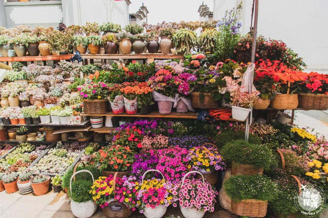 逛逛园博花鸟市场,园博花鸟市场攻略