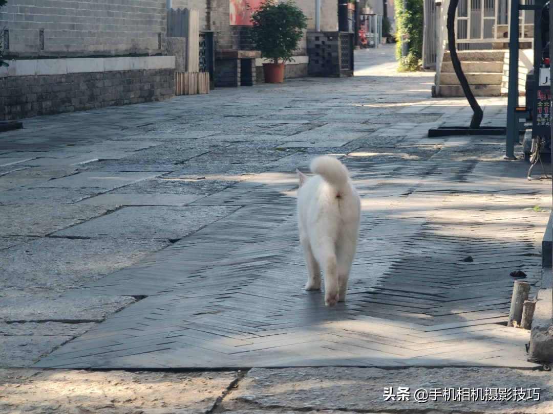 vivoX70Pro+是摄影新机皇？用完它那拉胯的长焦，我沉默了