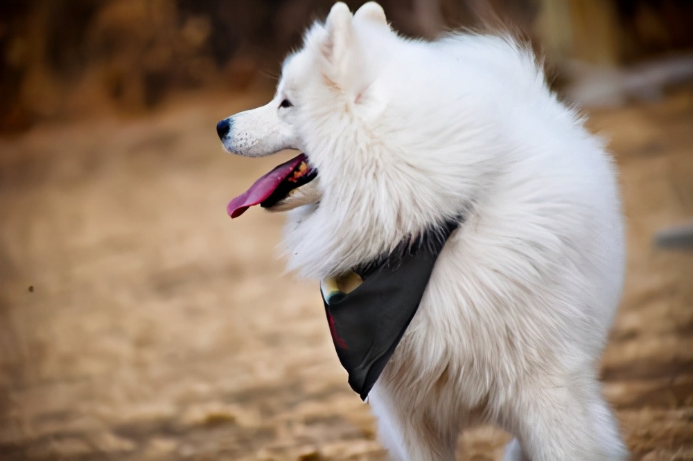 狗狗拉稀怎么办最有效的方法,狗狗拉稀怎么办快速解决方法