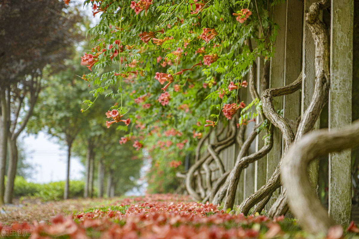 100种常见园林图鉴,列举20类不同的园林花卉