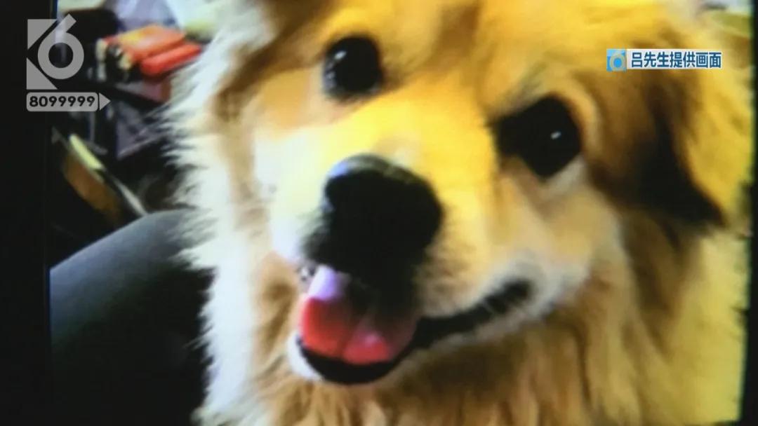 “铁疙瘩射入体内十几厘米”独自下楼的宠物狗究竟遭遇了什么？