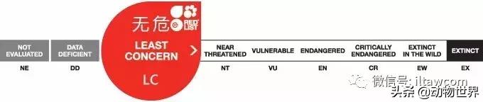 企鹅没有毛还能生活在北极,企鹅没有冰能生活吗