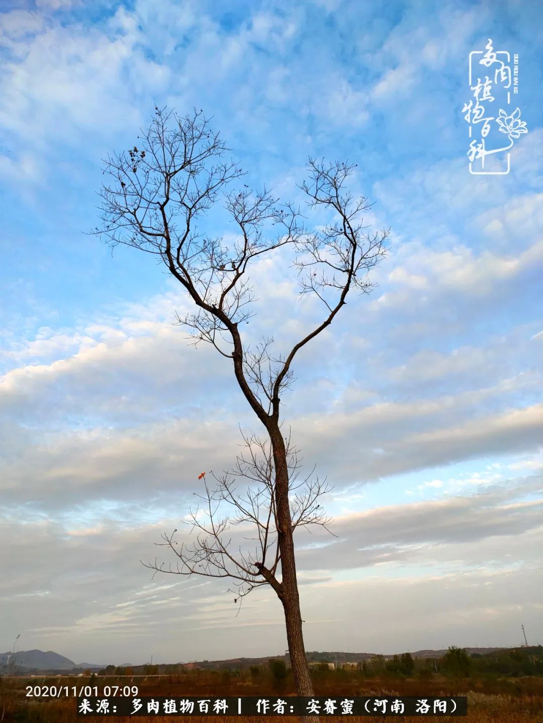 现在是多肉最美的季节,多肉最美的季节来啦