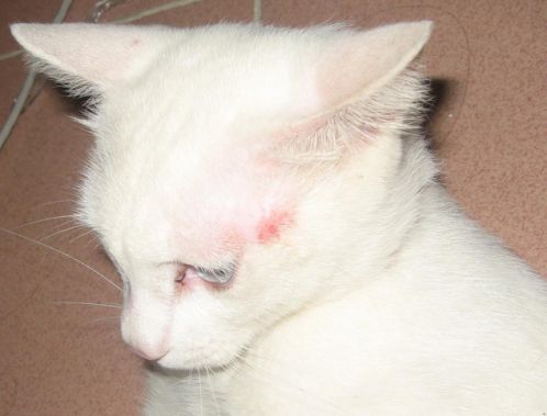 人得了猫癣怎么防止它越长越多 (猫病猫藓)