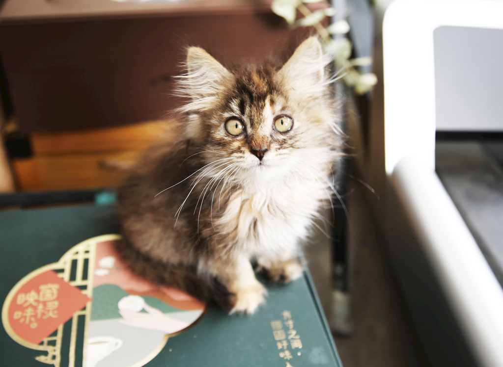 猫咪也有掉毛期吗,猫咪吃护毛磷虾卵磷脂