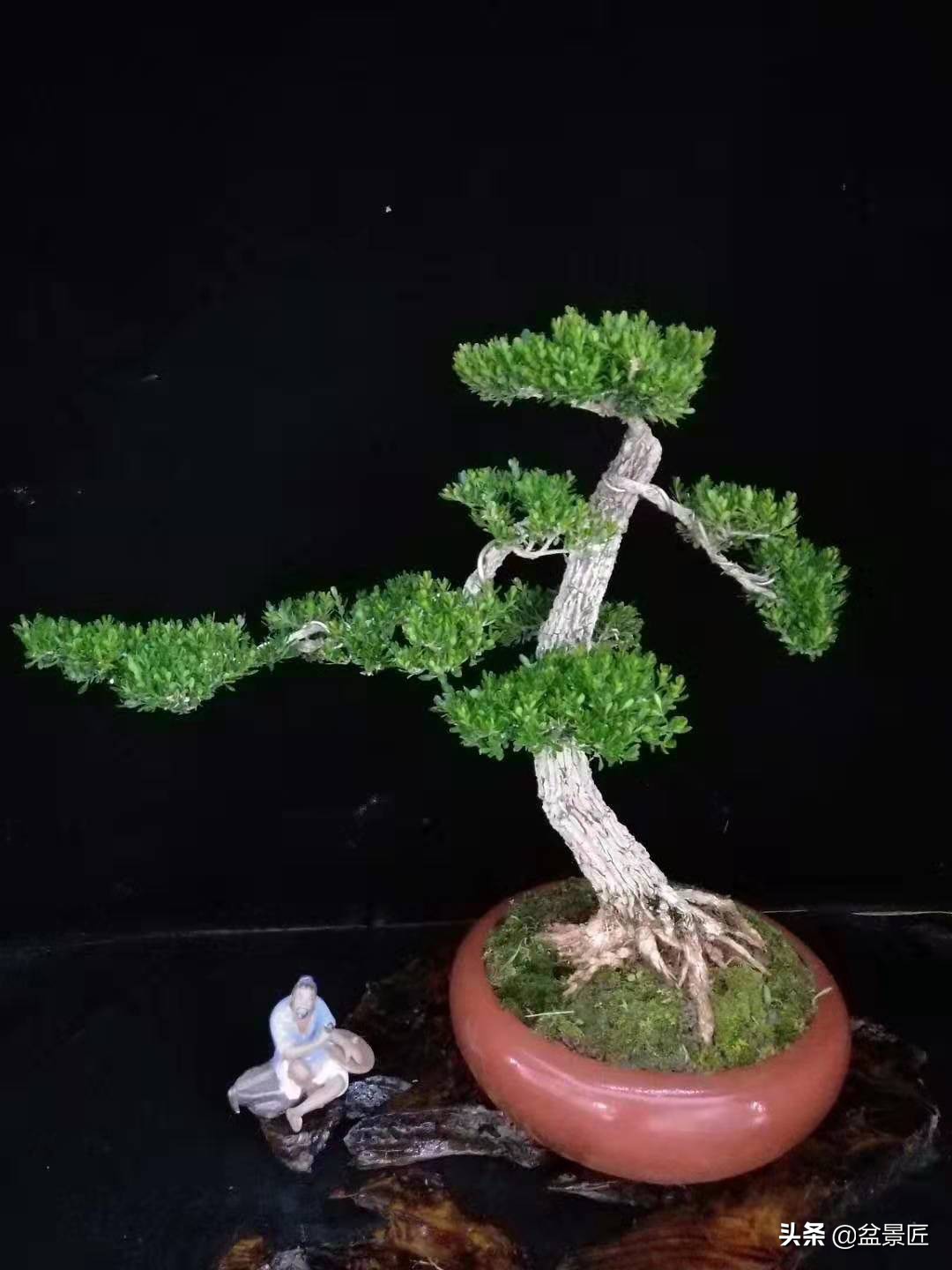龙柏盆景的造型,龙柏盆景什么样