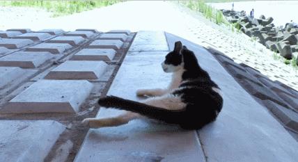 喜马拉雅猫性格特征,性格比较好的猫品种有哪些