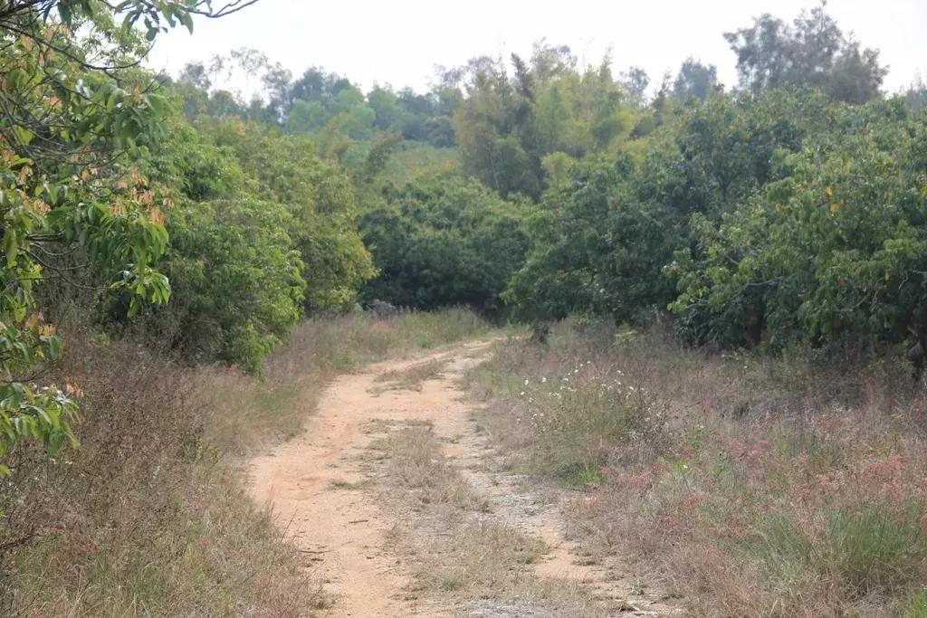 沉香好样的,沉香好看么