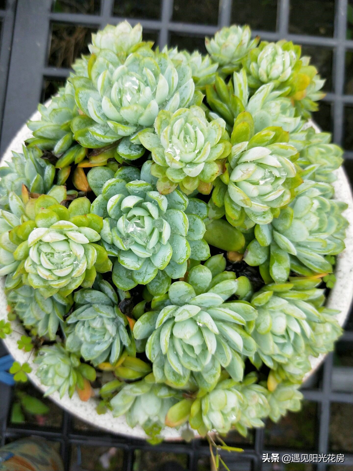 多肉冰莓,超大多肉冰莓