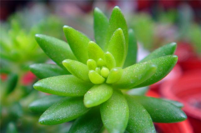 千佛手多肉如何养老桩好看,多肉千佛手好养吗