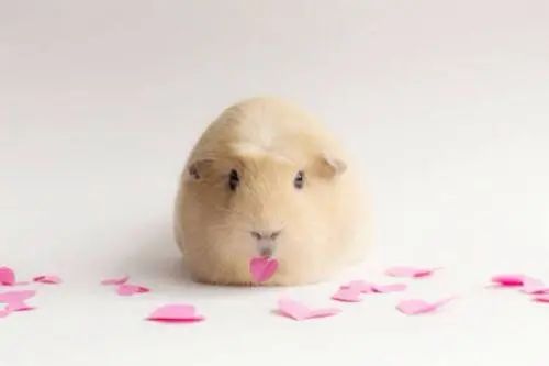 遇到惊吓便流产！天竺鼠胆子到底有多小？为啥会如此胆小呢？