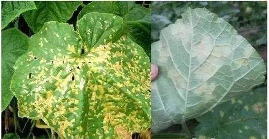 甜瓜出现霜霉病怎么防治？教你几个小窍门