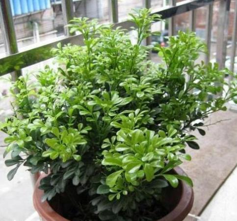 米兰怎么养才能不落叶,米兰暴晒后叶子掉