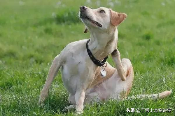 宠物犬猫常见皮肤病的临床调查,诊断治疗和日常管理防控措施