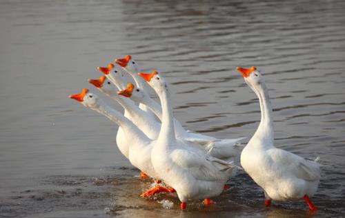小神童骆宾王写咏鹅的故事,小学生咏鹅诗歌