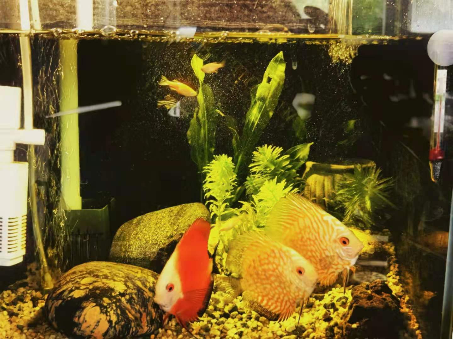 自己制作50方缸的过滤,如何打造1.2米裸缸过滤