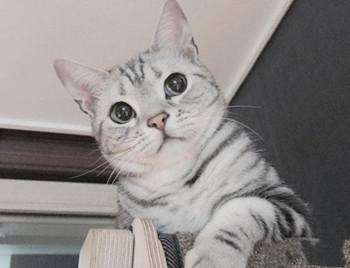 猫咪以豆杵子（东方田鼠）*窥偷**侵犯隐私权诉讼全过程。