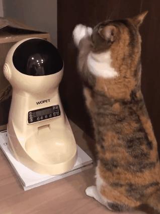 假期不在家猫怎么办,假期不出门的猫