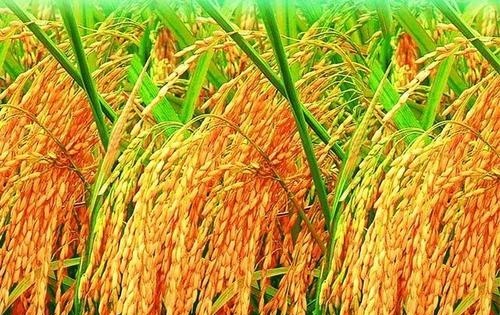 我的当兵之路800字,我的参军路