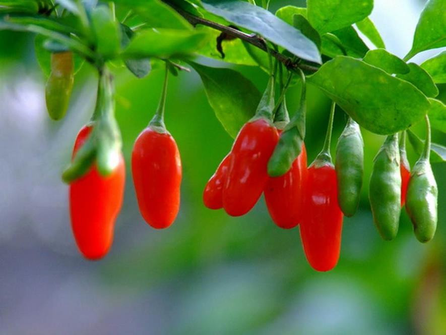 百种水果,100种果子大全