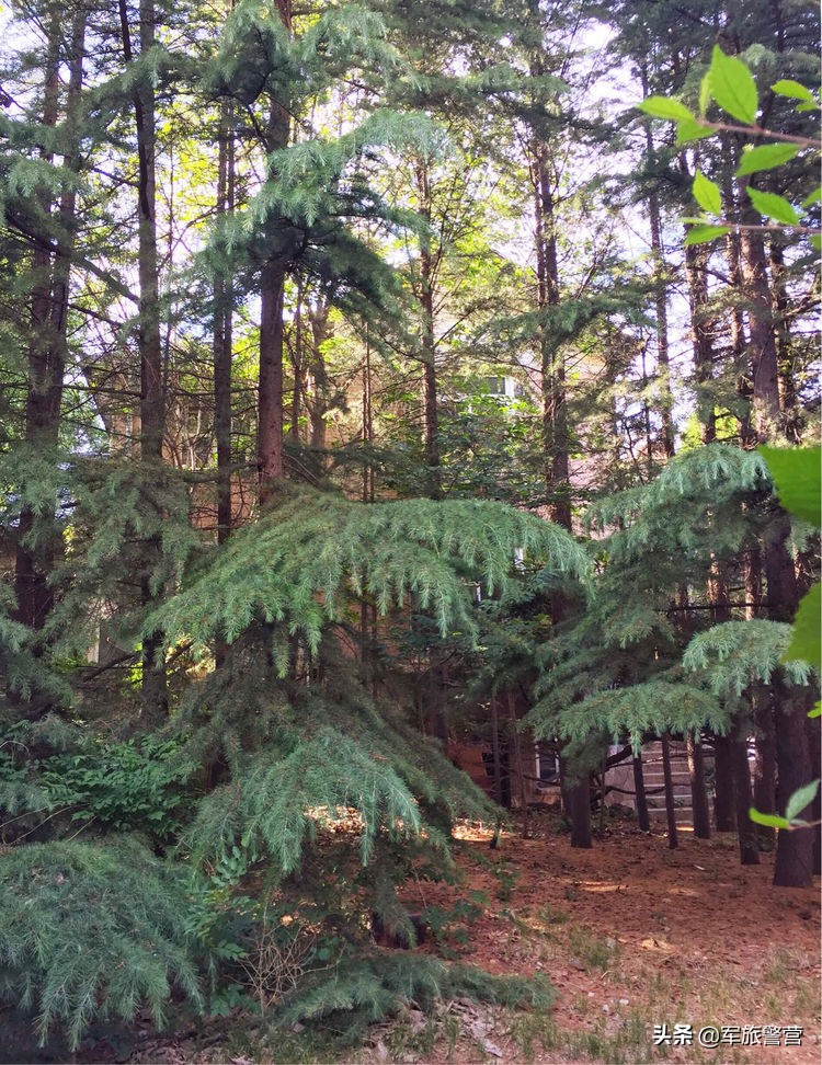 大连八七疗养院战友,大连市八七疗养院的故事