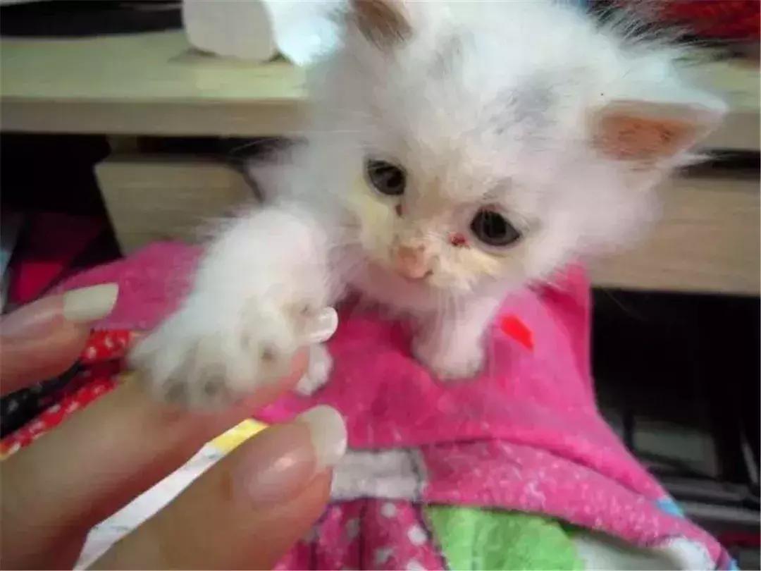 铲屎官教德牧技能,铲屎官怎样训练猫咪抓老鼠