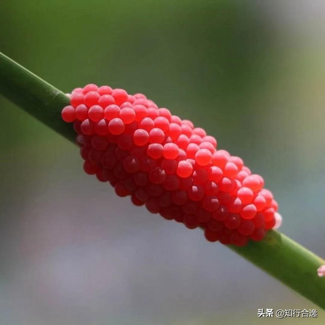 美津浓跑鞋inspire17和16差距大,美津浓新款跑鞋