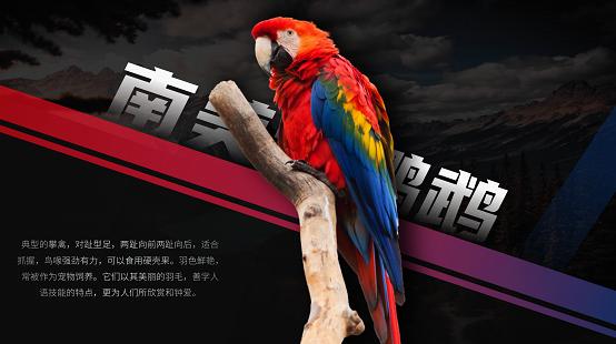 ppt动画效果手把手教高级技巧,ppt高级动画效果高级技巧