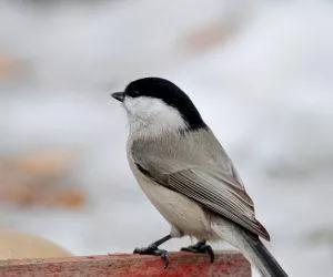 画眉幼鸟食料,画眉鸟饲料大全