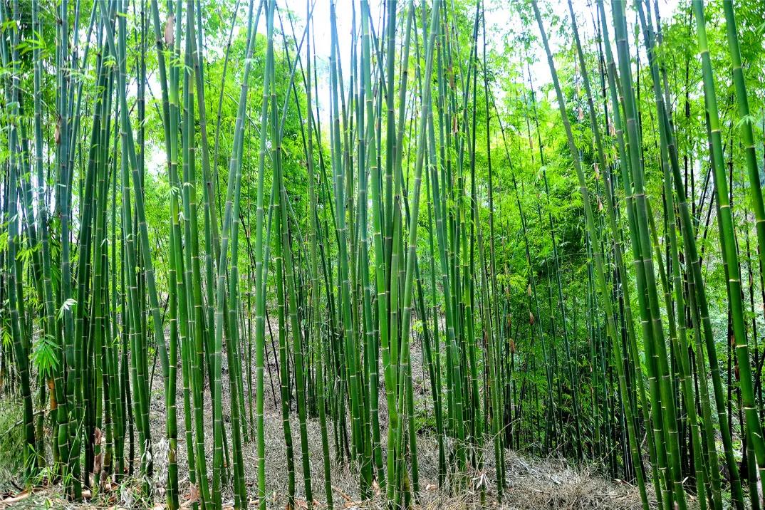 井研这五年丨门坎镇：“竹韵门坎”蝶变跃升