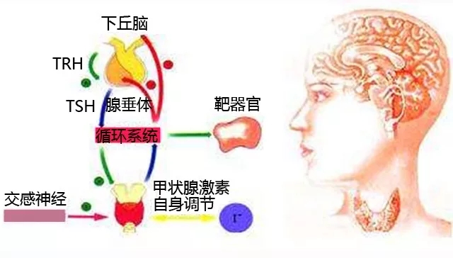 促甲状腺激素低是怎么回事严重吗,促甲状腺激素tsh偏低怎么恢复正常