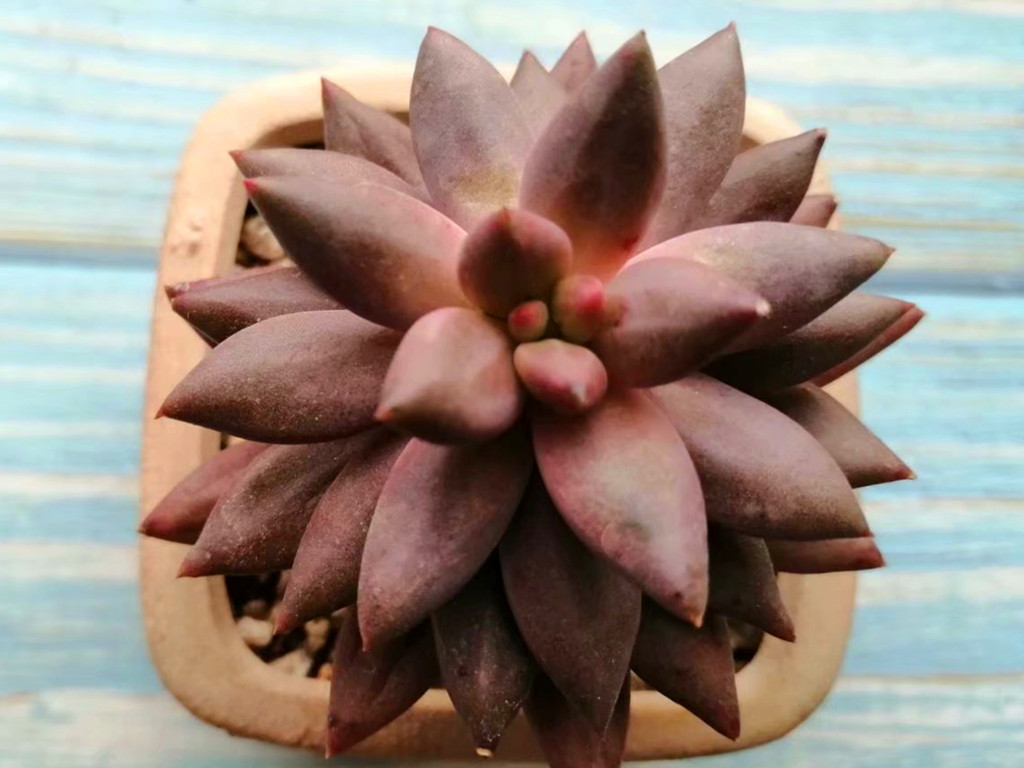 多肉小苗不值钱,多肉贵货夏天怎么养