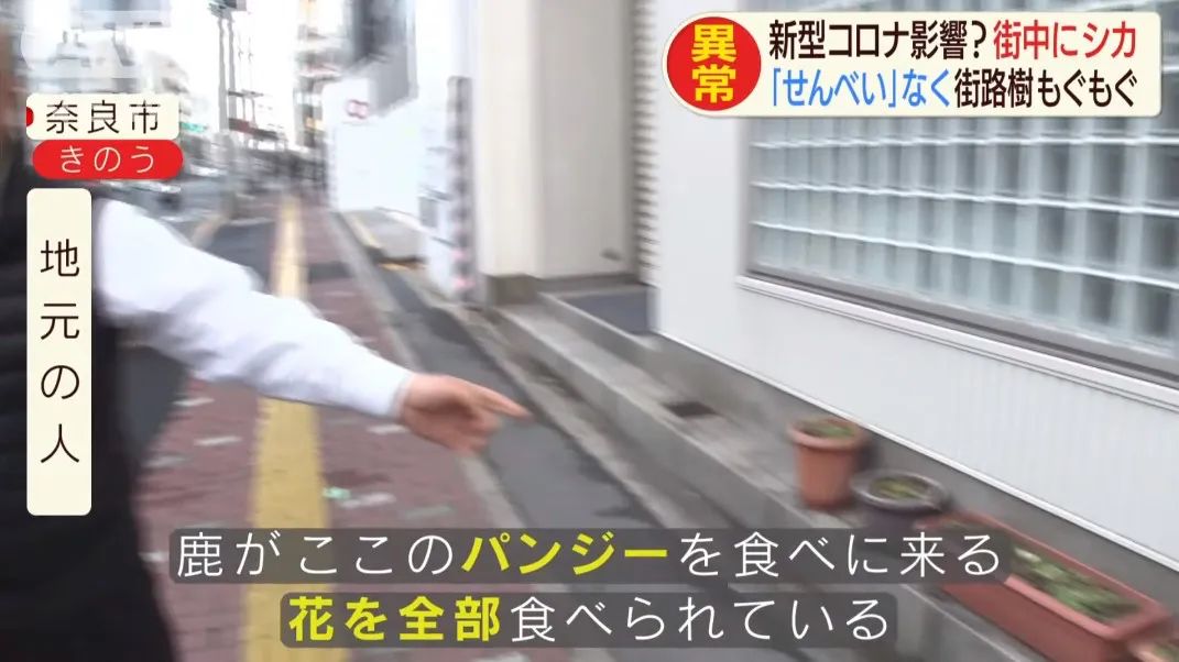 少了中国游客，整个生态圈都乱了