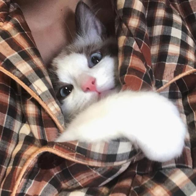 女生爱养猫喜欢独立是哪个星座,大部分女生都喜欢养猫吗