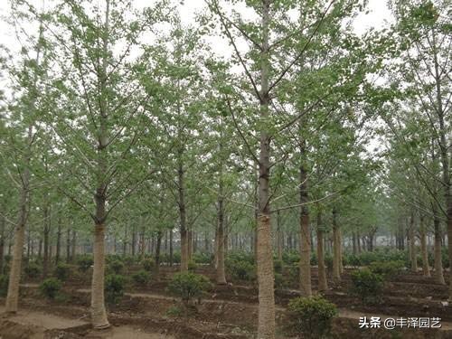 2021银杏树行情园林网,2023年银杏树价格走势